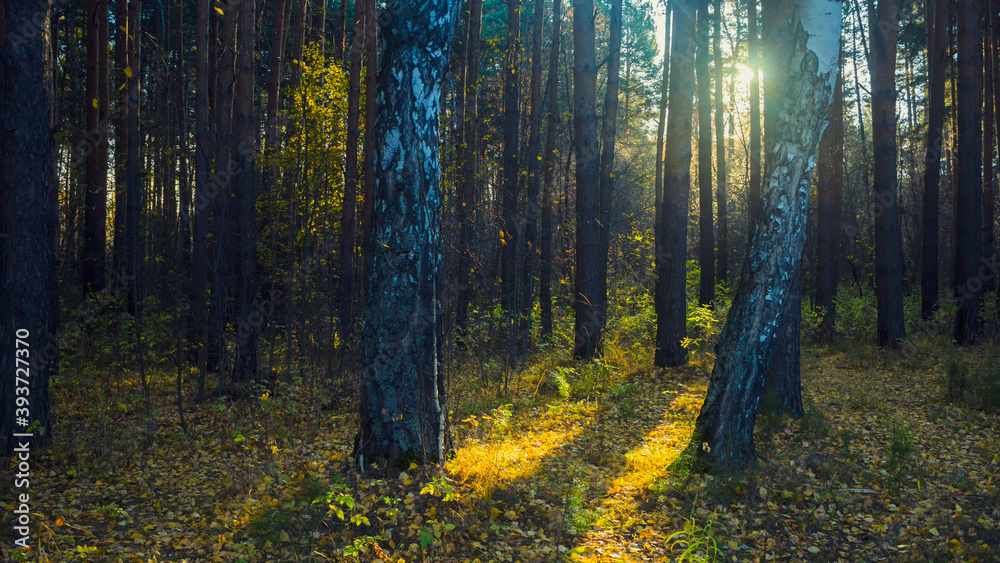 Obraz premium sun rays in the forest