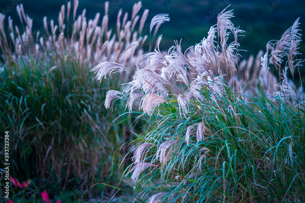 Naklejka premium silver grass