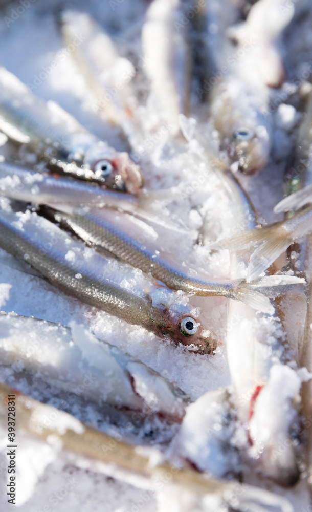 fresh smelt - delicious fish that smells of cucumber, very tasty fish. Ice Fishing. fresh smelt - delicious fish that smells of cucumber, very tasty fish. Ice Fishing.