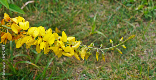 Wild yellow flower (Crotalaria spectabilis)  photo