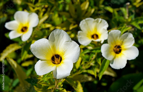 White buttercup or sulphur alder flowers (Turnera subulata)