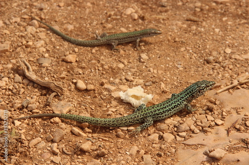La lagartija de Formentera