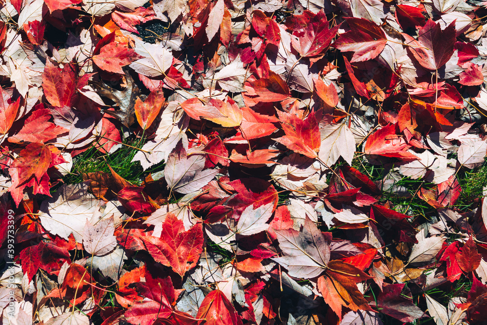 Lush red leaves fallen on the ground, late Autumn flat lay background