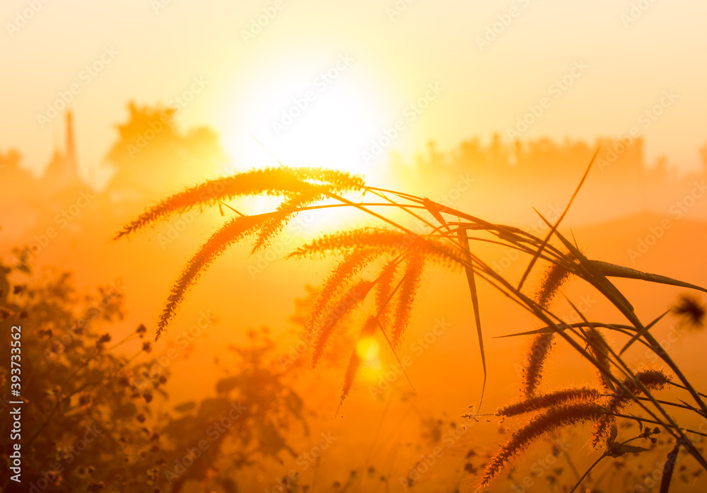 Silhouette of grass flower   in the morning, Chiangmai province Thailand