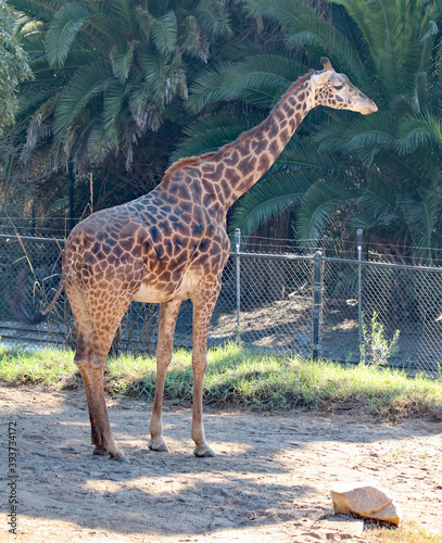 Photography Full Body Giraffe