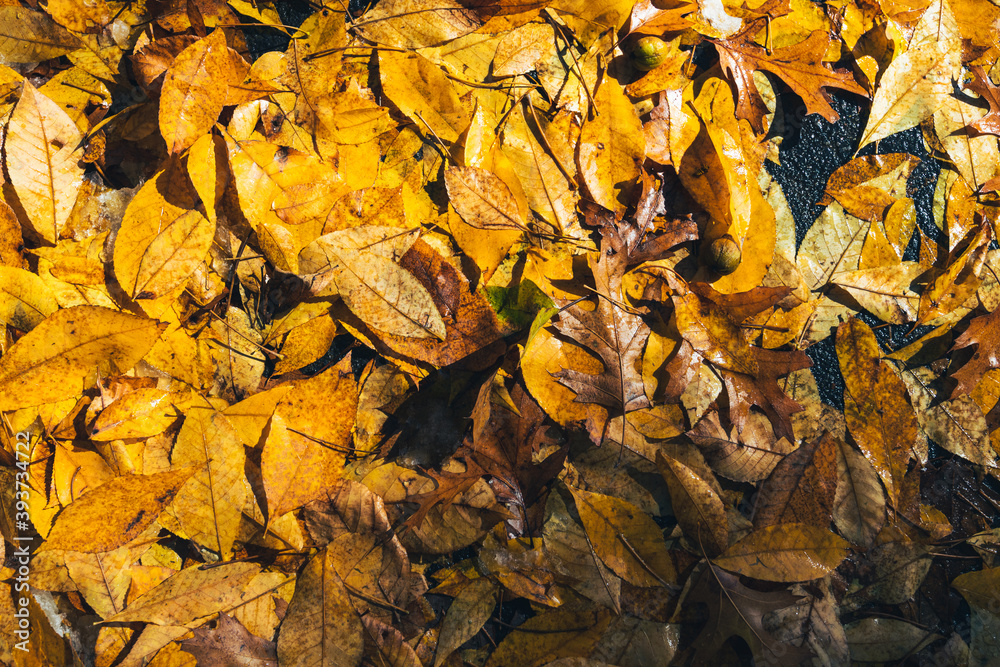 Beautiful colorful flat lay fall leaves wet background
