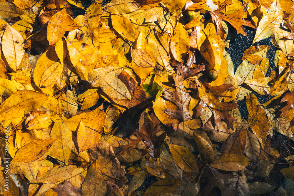 Beautiful colorful flat lay fall leaves wet background Beautiful colorful flat lay fall leaves wet background