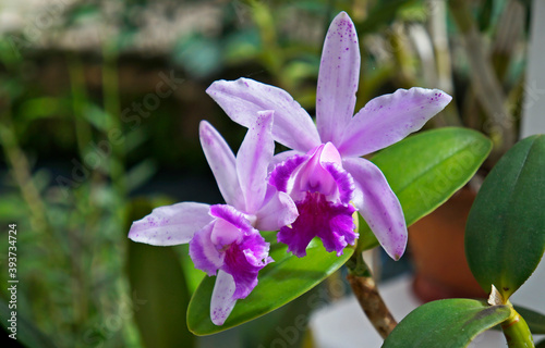 Orchids in the greenhouse  Rio  Brazil 