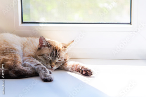 cute domestic cat resting on a window sill. sunny day