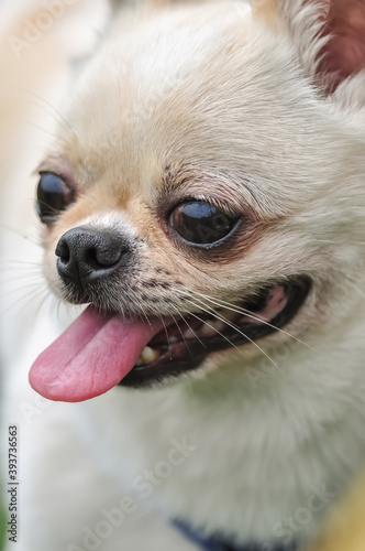 Fototapeta Naklejka Na Ścianę i Meble -  Close up of a cute Chihuahua puppy
