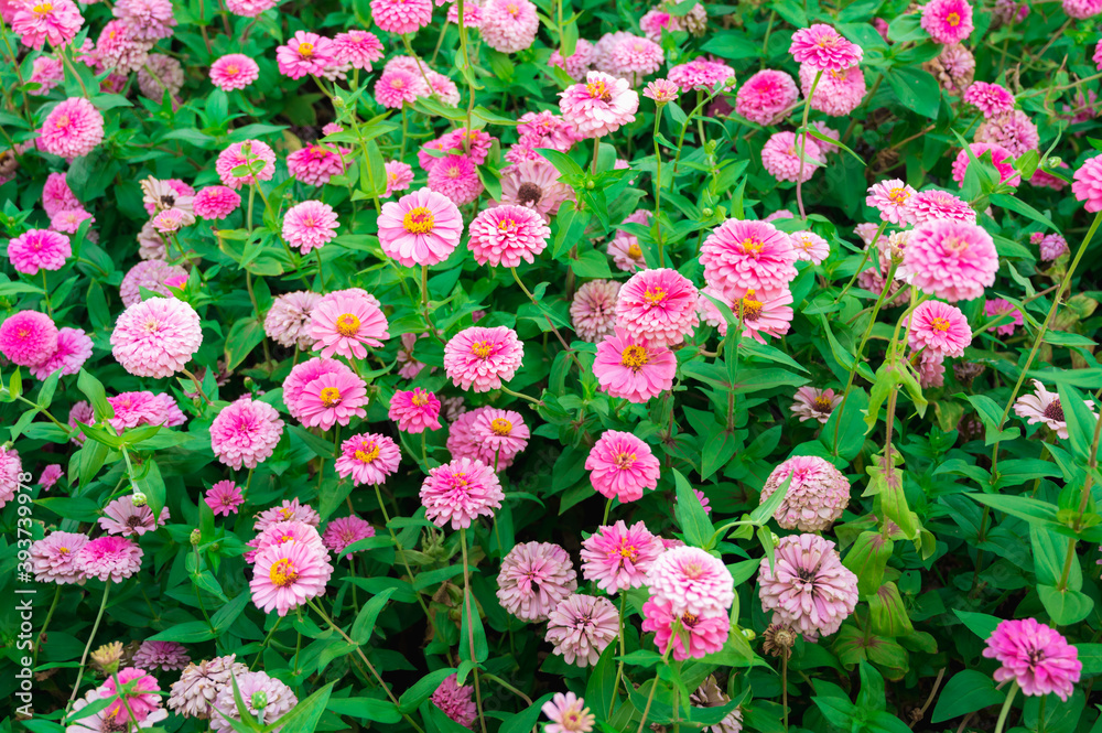 Colorful flower Zinnia in the summer garden Colorful flower Zinnia in the summer garden