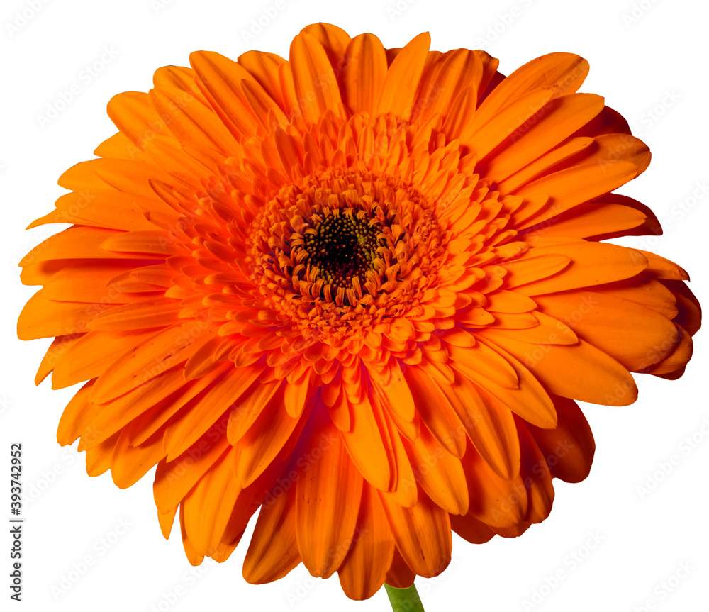 Fleur orange de gerbera sur fond blanc Fleur orange de gerbera sur fond blanc