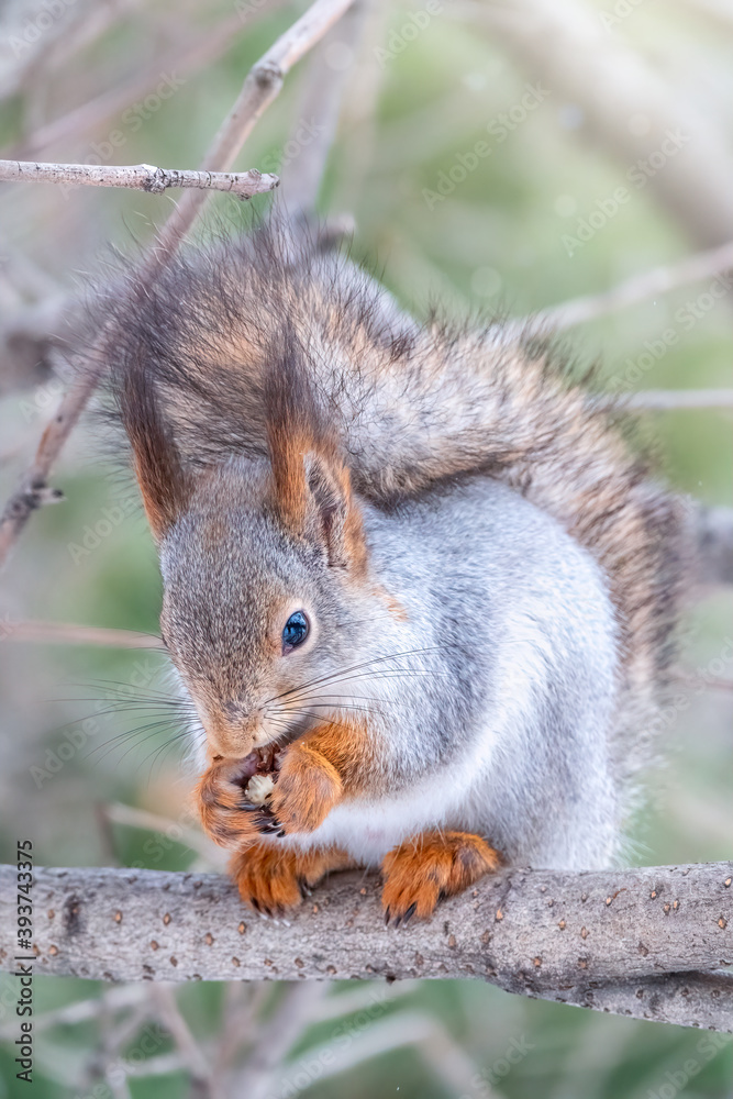 The squirrel with nut sits on tree in the winter or late autumn