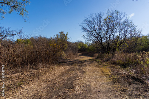 road in the forest