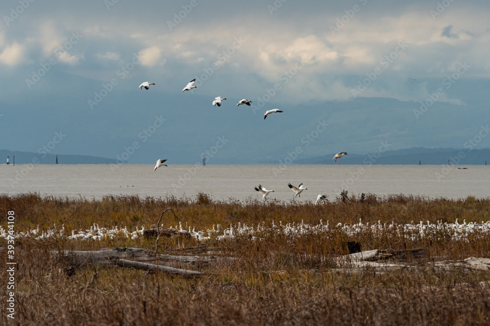 a flock of snow geese ready to land on the edge of the wetland to re-group with the others on an overcast day 