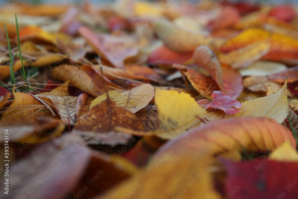 autumn leaves in the forest