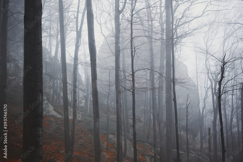 Fototapeta premium Panoramic view of the foggy autumn forest in the mountains.