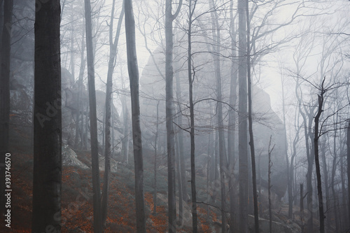 Panoramic view of the foggy autumn forest in the mountains.
