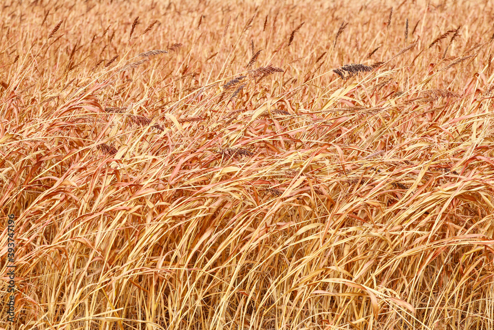 hay plant and field isolated hay plant and field isolated