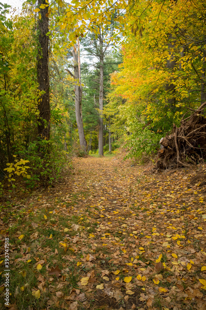 Obraz premium vertically oriented shots of tall trees and leaves on the ground in a new england forest