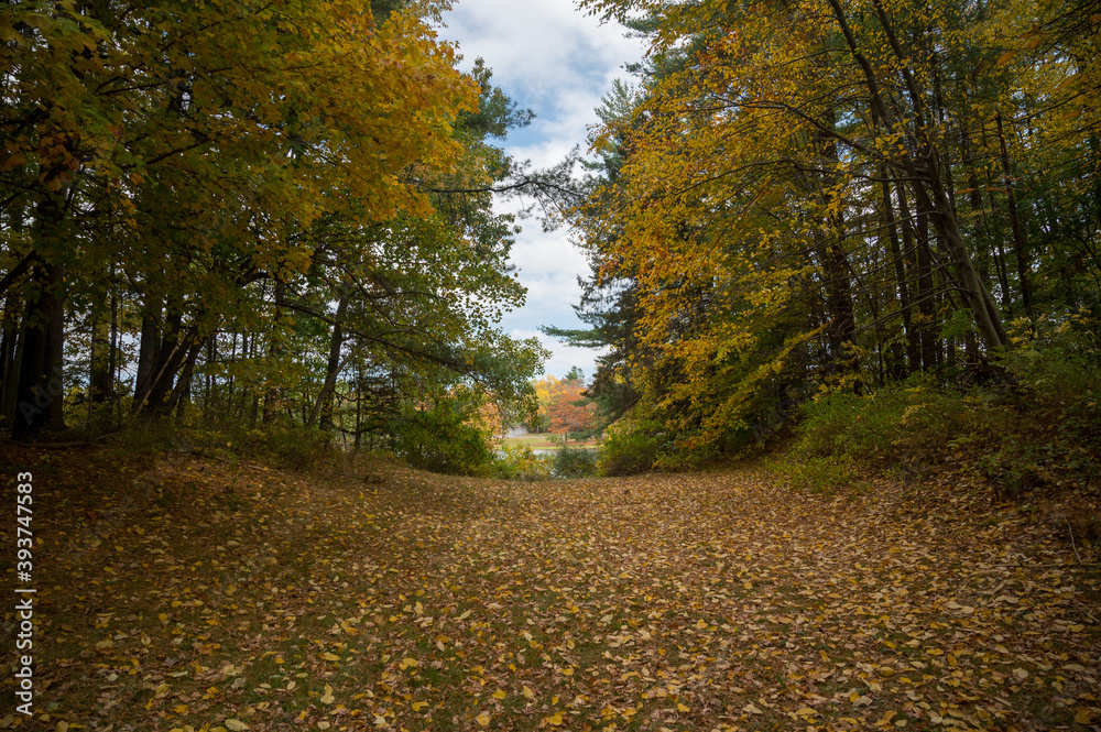 Fototapeta premium wide angle shot of the beautiful New England fall foliage in a forest