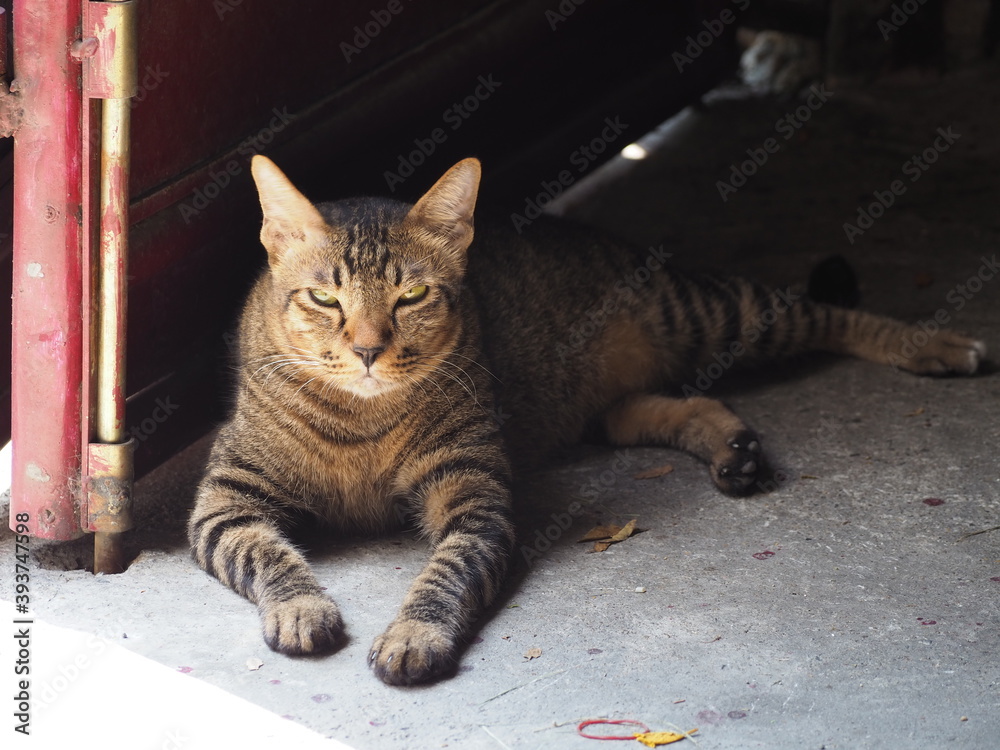 Cute Thai adorable cat dodge behind the gate from strong sunlight in the sunny day. Pet in hot summer concept. Cute Thai adorable cat dodge behind the gate from strong sunlight in the sunny day. Pet in hot summer concept.