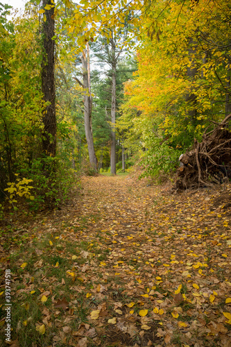 vertically oriented shots of tall trees and leaves on the ground in a new england forest