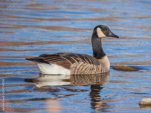 country goose branta canadensis