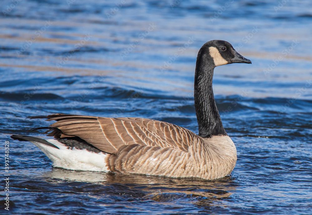 Fototapeta premium country goose branta canadensis