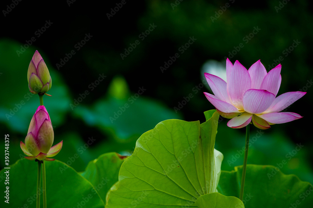 Obraz premium はす