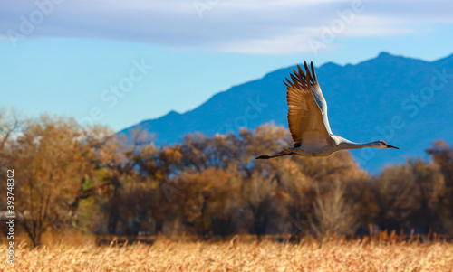 Sandhill Crane flying over a hay field in new mexico