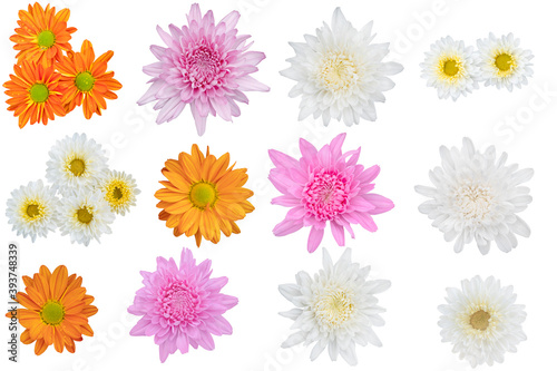 Blurred for Background.Beautiful multi color chrysanthemums as background picture.flower on clipping path. © Nipaporn