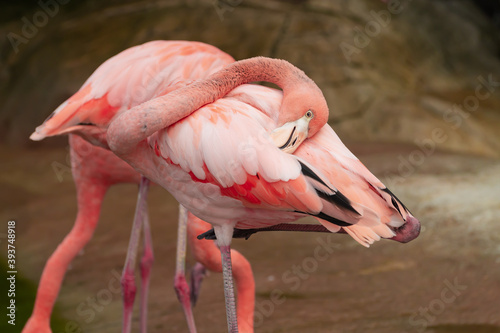 Sweet Bashful Flamingo