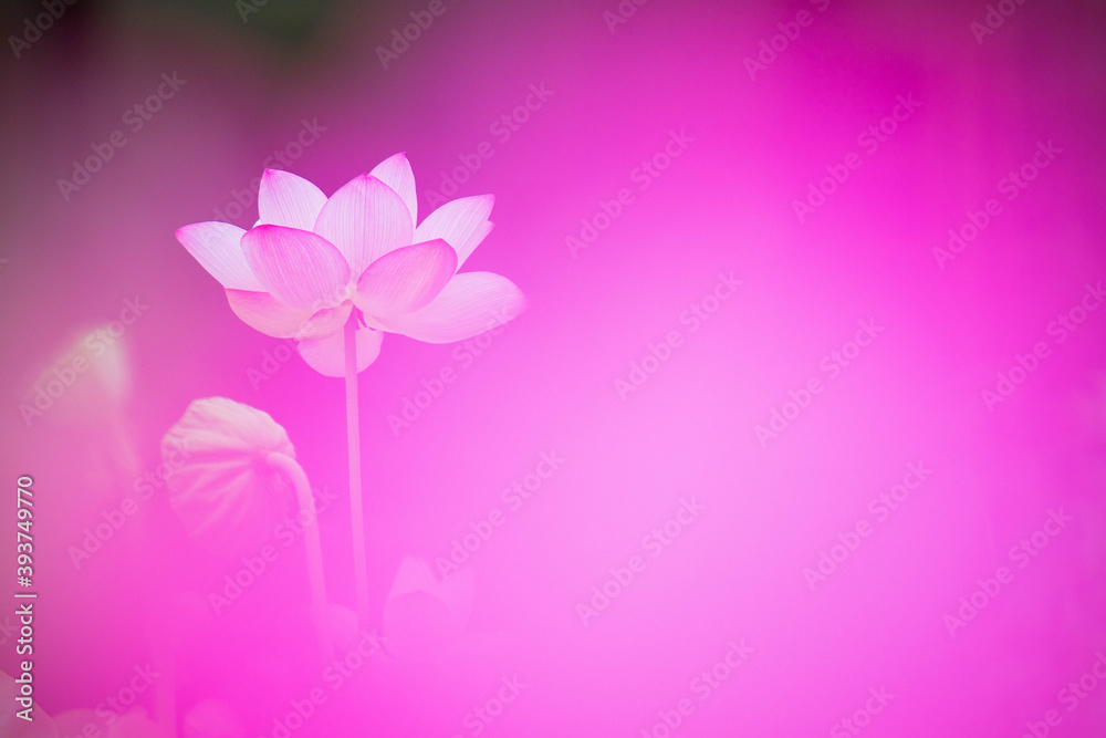 Lotus Lotus