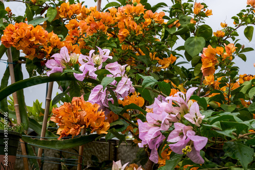 Multi-colored Bougainvillea flowers  colorful flowers