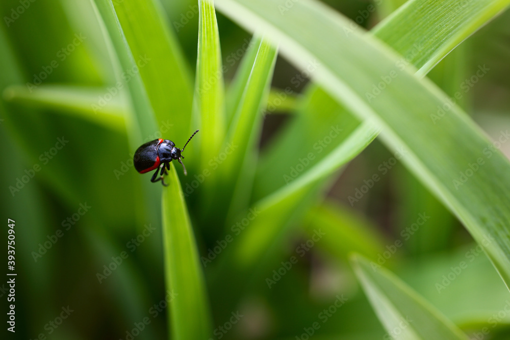 Fototapeta premium Close-up of a ladybug on green grass