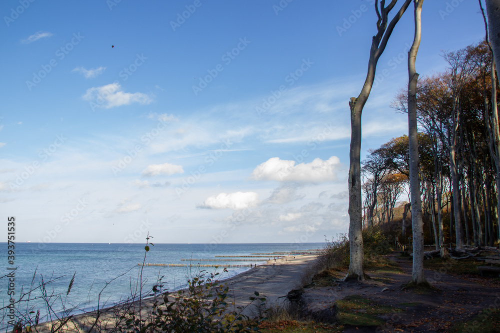Der Küstenwald oder auch Gespensterwald genannt beim Ostseebad Nienhagen Der Küstenwald oder auch Gespensterwald genannt beim Ostseebad Nienhagen