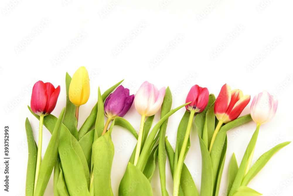 Variety and colorful of Tulips on white background..Tulips season. Variety and colorful of Tulips on white background..Tulips season.