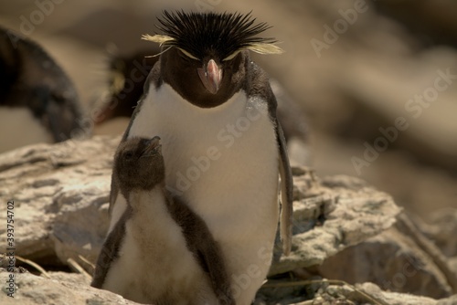 A little penguin is petting his father. photo