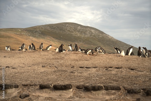A group of wild penguins on the beach