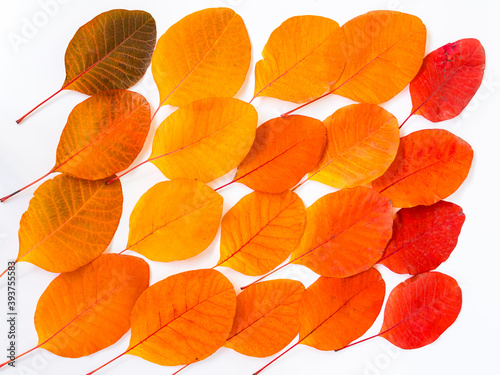 Vector colorful autumn leaves on white paper canvas