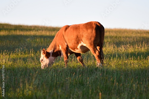 Fototapeta Naklejka Na Ścianę i Meble -  Cow in the farm in east Auckland 