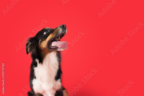 Happy Dog on Colored Background