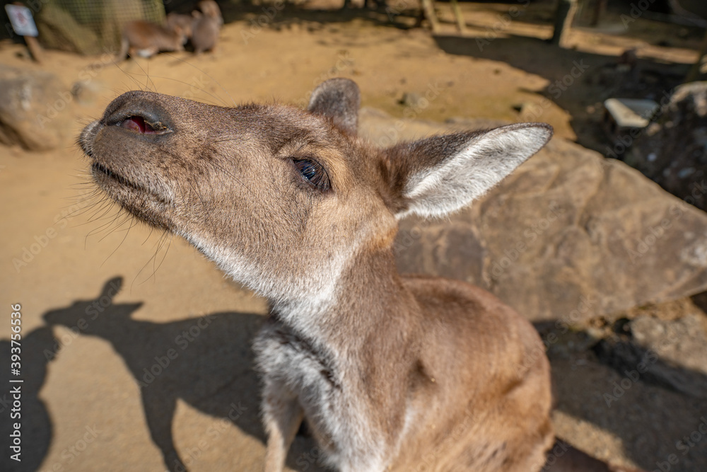 カンガルー