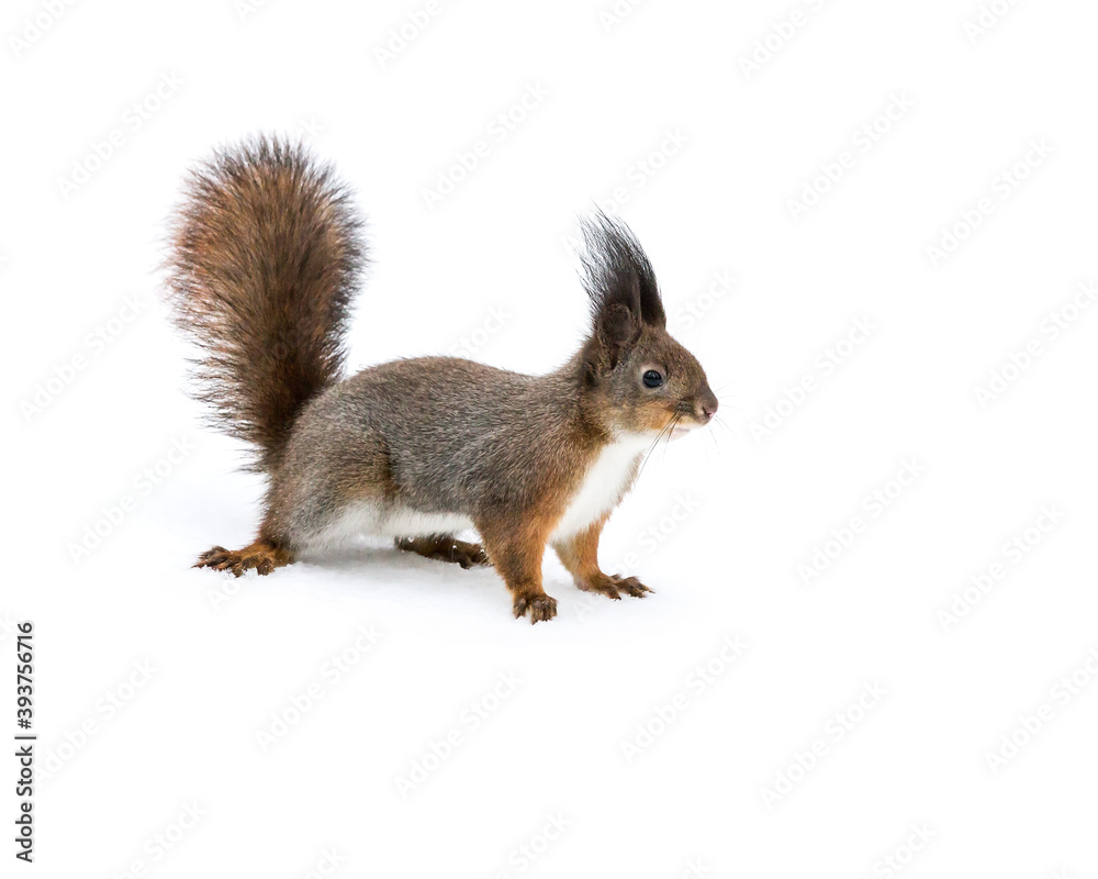 red squirrel standing on white snow in winter park red squirrel standing on white snow in winter park