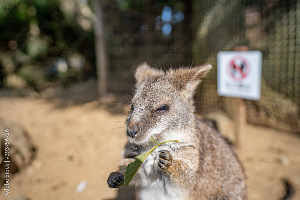 Fototapeta premium ワラビー(動物)