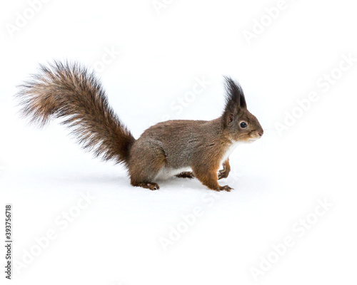 red squirrel standing on white snow in wintertime