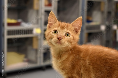 Canvas Print Orange shelter kitten with cages background