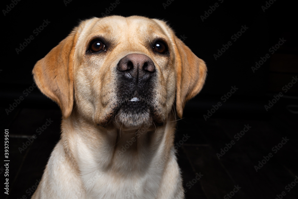 Portrait of a Labrador Retriever dog on an isolated black background. Portrait of a Labrador Retriever dog on an isolated black background.