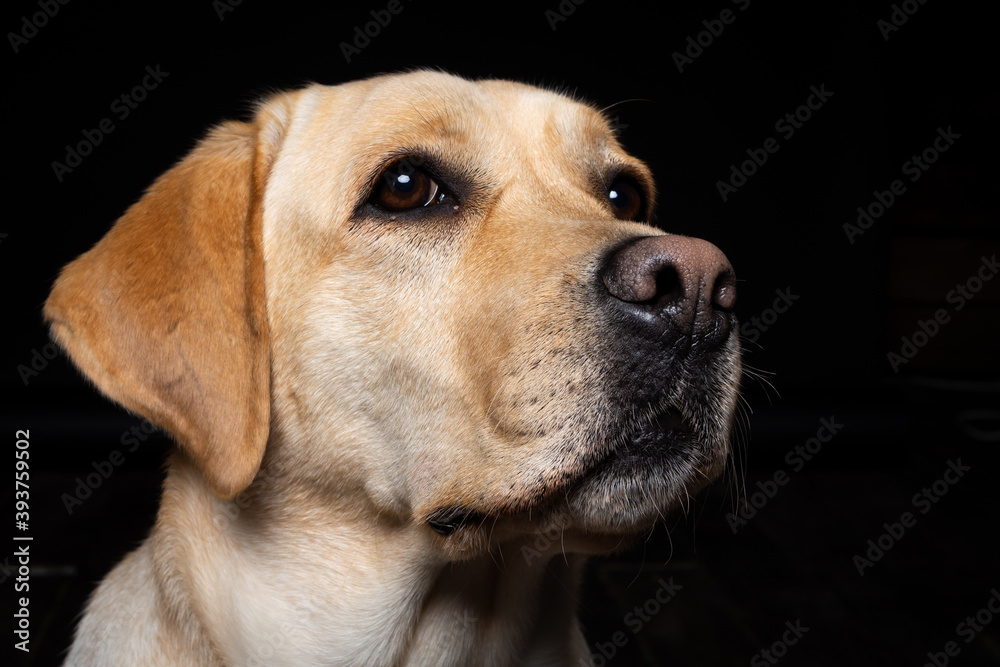 Portrait of a Labrador Retriever dog on an isolated black background.